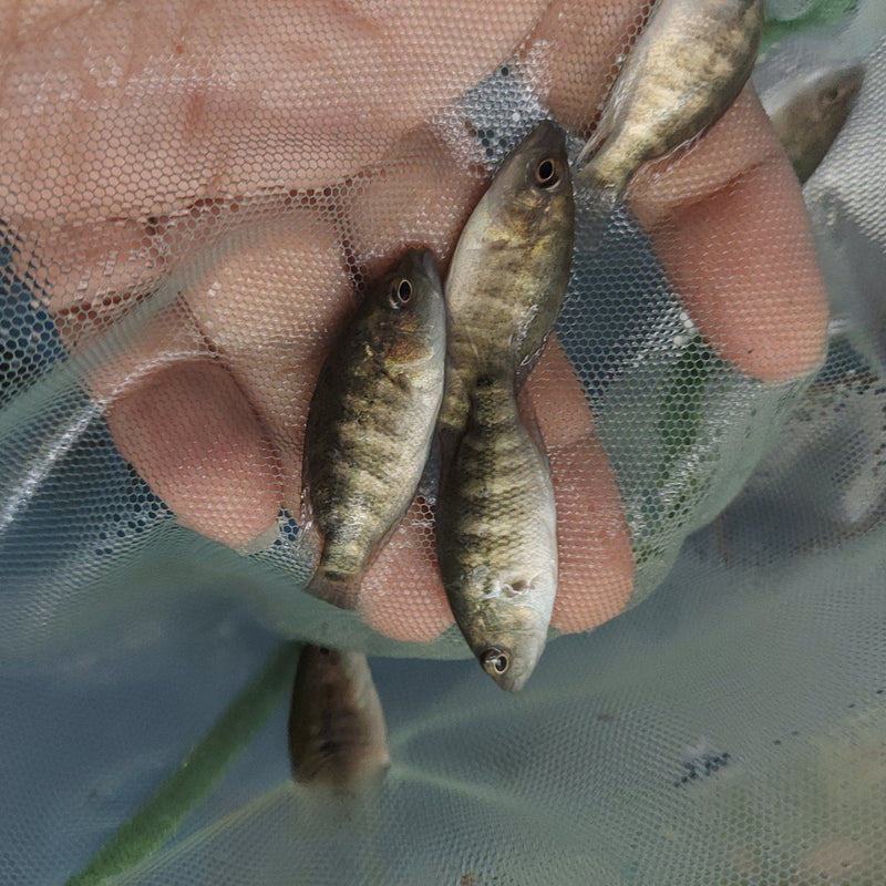 THE WOLF CICHLID BLUE DOVII (Parachromis dovii) 1.5 TO 2 inches