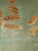 7 PACK ODESSA BARB TROPICAL FISH UNSEXED