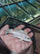 BRICHARDI LYRETAIL CICHLID 3.5 to 4" INCHES