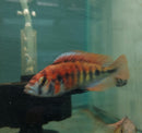 KYOGA FLAMEBACK AFRICAN CICHLID 3.5" MALE (Xystichromis sp)