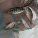 THE WOLF CICHLID BLUE DOVII (Parachromis dovii) 1.5 to 2 inches