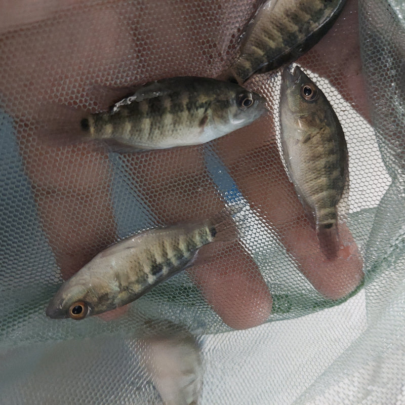 THE WOLF CICHLID BLUE DOVII (Parachromis dovii) 1.5 TO 2 inches