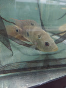 THE STUNNING TRIMAC CICHLID 4.5 to 5" (Cichlasoma trimaculatum) VERY RARE