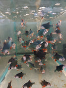 5 GREEN TIGER BARB UNSEXED (Puntius tetrazona)