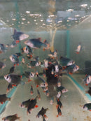 5 GREEN TIGER BARB UNSEXED (Puntius tetrazona)
