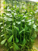 MONEYWORT BUNCH (Bacopa monnieri  ) 5 to 7 STEMS