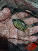 BEAUTIFUL ORANGE SHOULDER SEVERUM 1.5 TO 2 INCHES UNSEXED