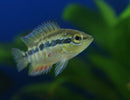 SALVINI CICHLID 2 to 3" UNSEXED