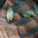 OUTSTANDING RED WARRIOR FLOWERHORN 0.75 TO 1.25 INCHES UNSEXED