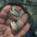 OUTSTANDING RED WARRIOR FLOWERHORN 0.75 TO 1.25 INCHES UNSEXED