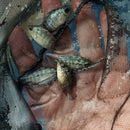 OUTSTANDING RED WARRIOR FLOWERHORN 0.75 TO 1.25 INCHES UNSEXED