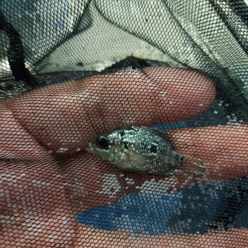 OUTSTANDING RED WARRIOR FLOWERHORN 0.75 TO 1.25 INCHES UNSEXED