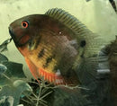 RAINBOW SEVERUM CICHLID 1" UNSEXED