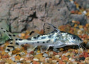 POLKA DOT PICTUS CATFISH 2 TO 2.5"