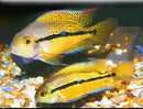 NICARAGUENSE CICHLID 2.5 to 3"