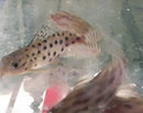 SYNODONTIS OCELLIFER 2"