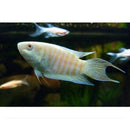 3 PACK ALBINO PARADISE GOURAMI 2" UNSEXED (Macropodus opercularis)