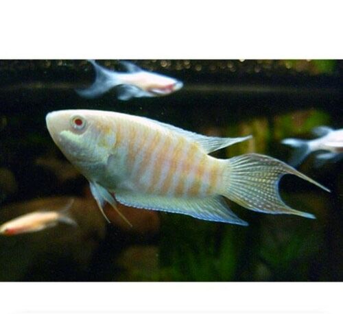 3 PACK ALBINO PARADISE GOURAMI 1.5"