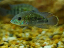 BEAUTIFUL GREEN TERROR CICHLID 1.5" to 2"