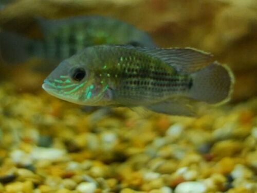 BEAUTIFUL GREEN TERROR CICHLID 1"