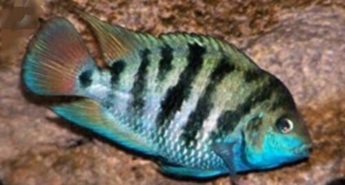 HONDURAN RED POINT CICHLID 1.5"