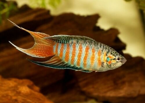 10 BLUE PARADISE GOURAMI 2" (5 MALES + 5 FEMALES) BREEDING COLONY