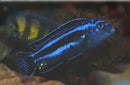 MELANOCHROMIS MAINGANO AFRICAN CICHLID 1.5 TO 2"