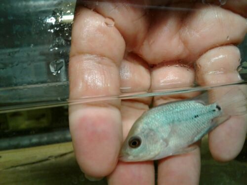 BLUE DIAMOND FLOWERHORN CICHLID  2.5"