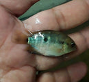 RAINBOW CICHLID 1.5"  (Herotilapia multispinosa)