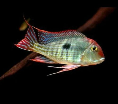 SPECTACULAR GEOPHAGUS RED HEAD TAPAJOS 1.5 INCHES RARE