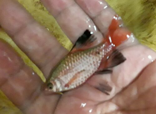 PAIR MALE AND FEMALE ROSY BARB LONG TAIL LARGE