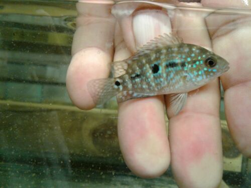 RED DRAGON FLOWERHORN CICHLID 1.5"