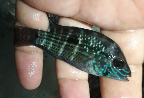 BEAUTIFUL GREEN TERROR CICHLID 2 TO 2.5"