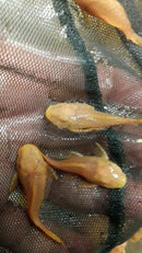 GOLD ALBINO ANCISTRUS 1" to 1.5" head to tail