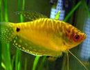 2 GOLD GOURAMI 2" WONDERFUL ANABANTOIDS