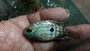 MARVELOUS ELECTRIC BLUE CARPINTIS CICHLID 1.5" to 2" INCHES