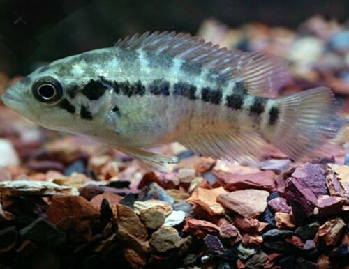 JAGUAR CICHLID 4.0" UNSEXED (Parachromis managuensis)