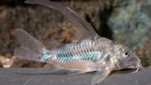 3 PACK LONGFIN GREEN CORY 1 TO 1.5" HEAD TO TAIL