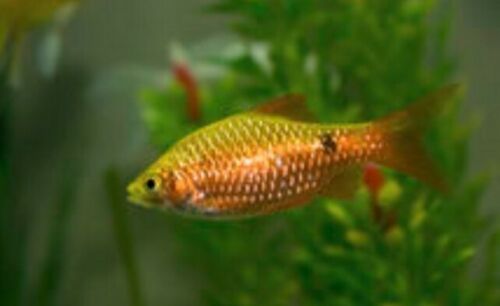 3 GOLD NEON ROSY BARB TROPICAL FISH 2 INCHES