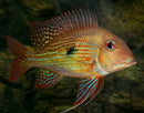 BEAUTIFUL GEOPHAGUS ALTIFRON CICHLID 2 INCHES