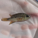 F1 ExCICHLASOMA ISTLANUM 2 INCH CENTRAL AMERICAN