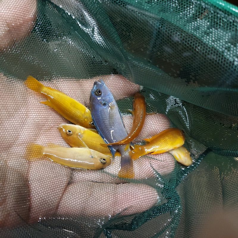 Msobo African Cichlid 1" (Metriaclima sp)