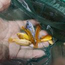 MSOBO AFRICAN CICHLID 1.5 TO 2" (Metriaclima sp)