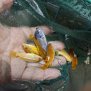 MSOBO AFRICAN CICHLID 1.5 TO 2" (Metriaclima sp)