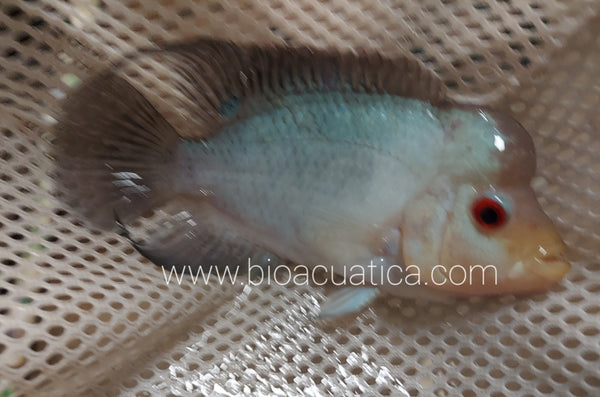 BLUE DIAMOND FLOWERHORN CICHLID 6" Head to Tail UNSEXED FREE SHIPPING
