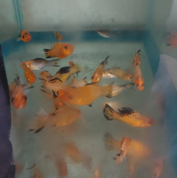 3 CREAMSICLE DALMATIAN MOLLY