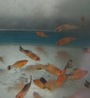 5 CREAMSICLE DALMATIAN MOLLY LARGE