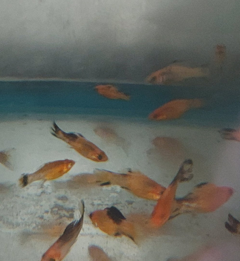 3 CREAMSICLE DALMATIAN MOLLY