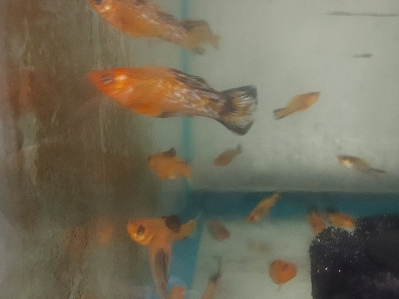 3 CREAMSICLE DALMATIAN MOLLY