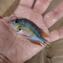 BEAUTIFUL THORICHTHYS AUREUS 3.5" CENTRAL AMERICAN CICHLID